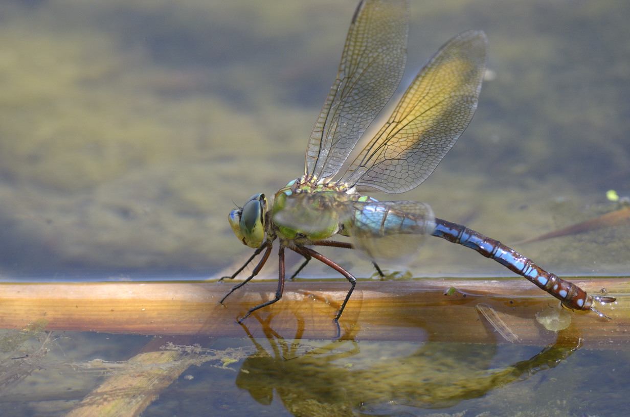 Anax parthenope in ovodeposizione? - No,  Anax imperator